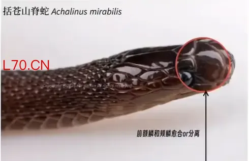 17岁男生发现新物种筷子蛇 直接发SCI期刊封神