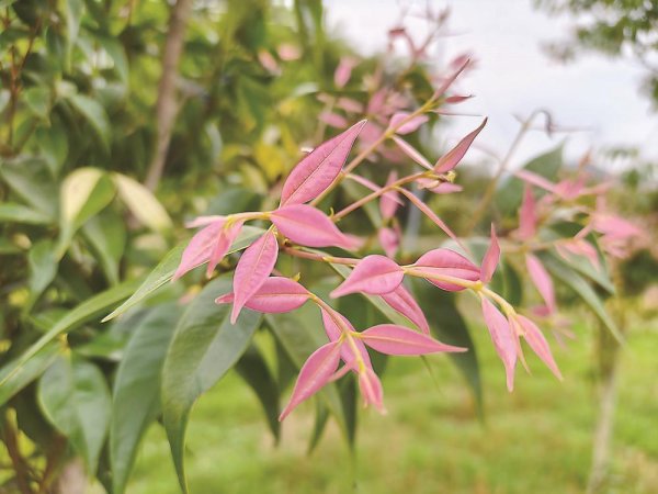 “植物大熊猫”野外重生