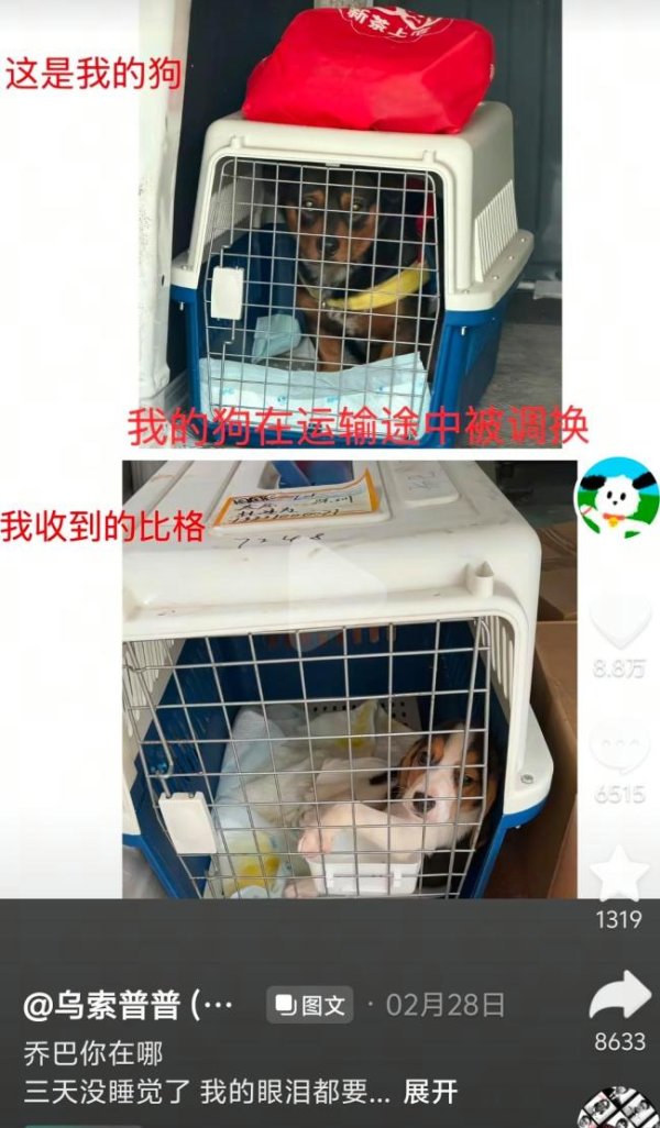 315最应该曝的是宠物乱象 虚假承诺与监管空白