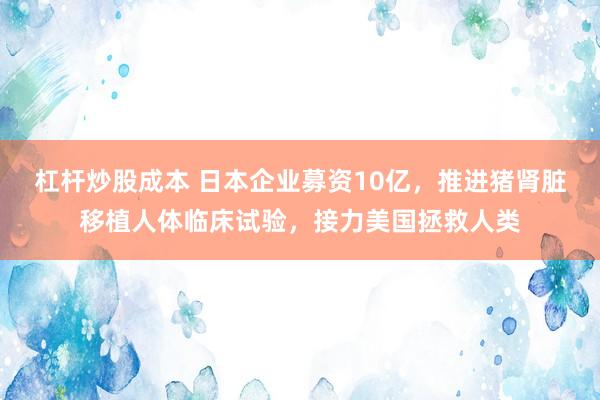 杠杆炒股成本 日本企业募资10亿，推进猪肾脏移植人体临床试验，接力美国拯救人类